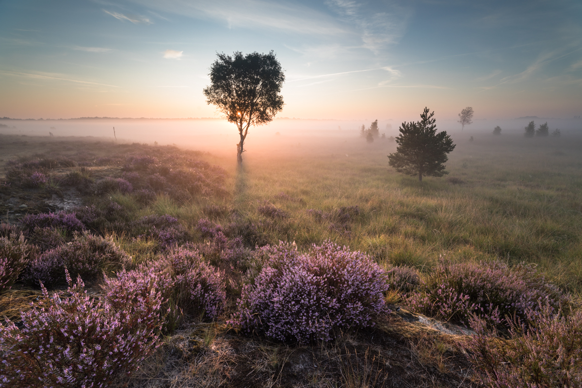 Kalmthoutse Heide - België - © Dion van den Boom - Fotografie