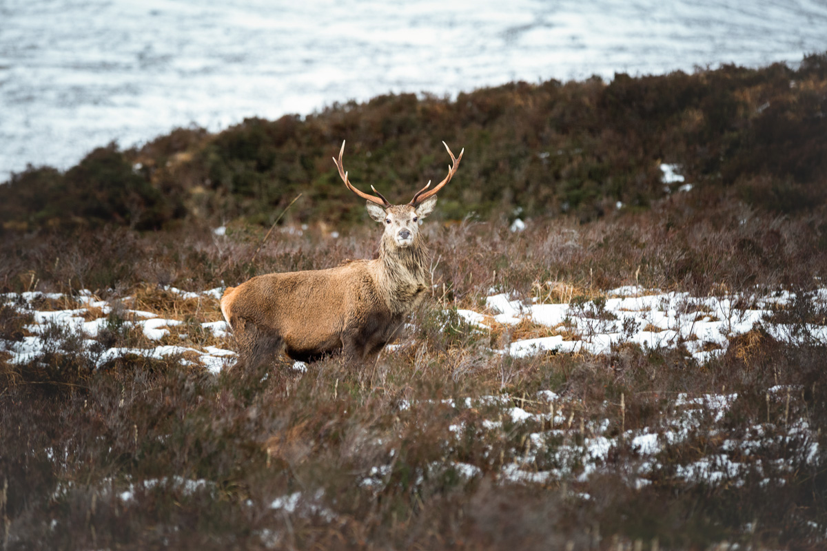 Glencoe National Park - Schotland - © Dion van den Boom - Fotografie