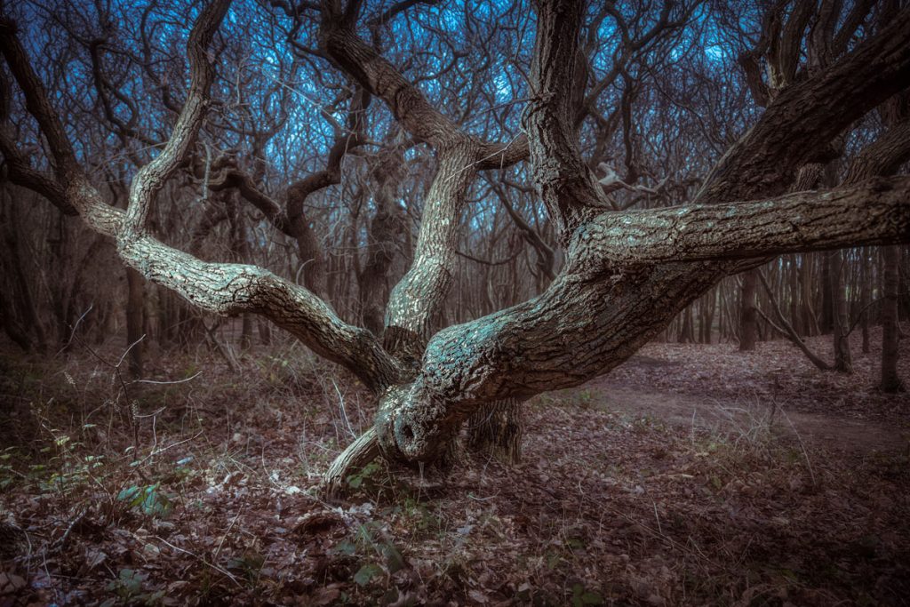 Fotokalender Woodlands & Trees - Januari - © Dion van den Boom - Fotografie - Alle rechten voorbehouden.