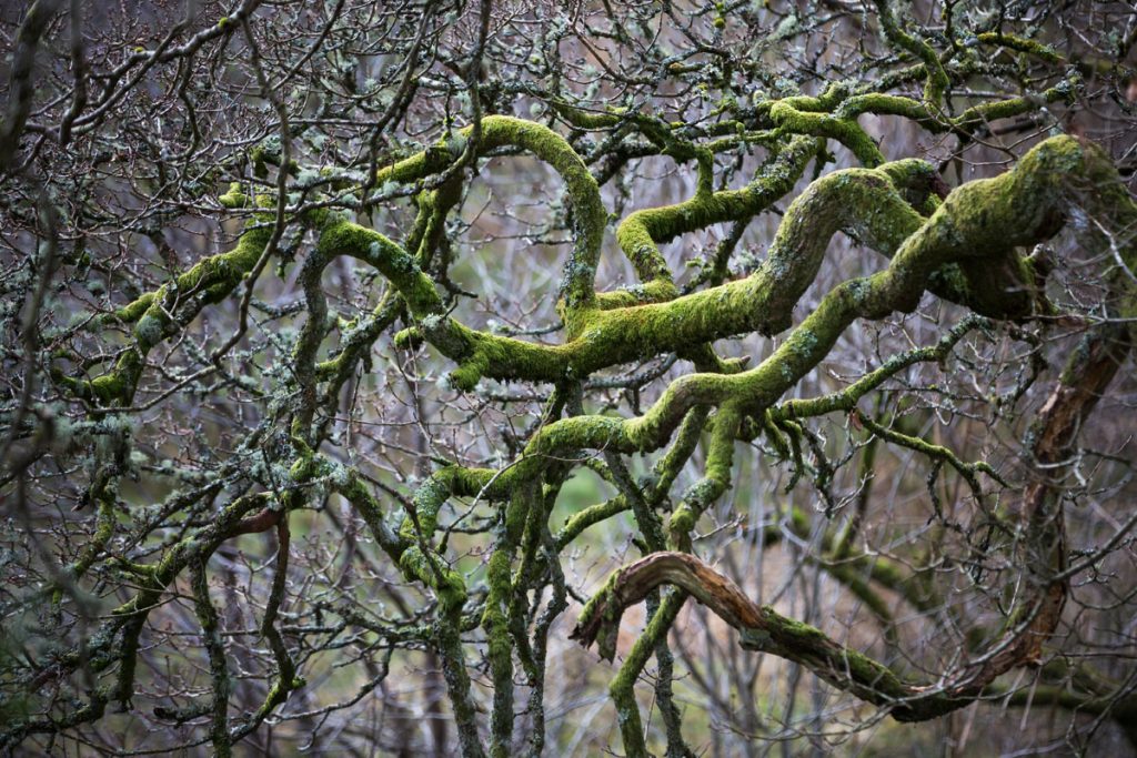 Fotokalender Woodlands & Trees - Februari - © Dion van den Boom - Fotografie - Alle rechten voorbehouden.