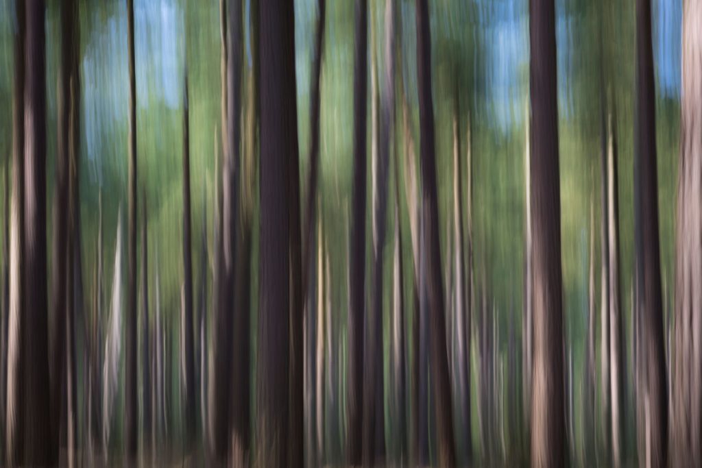Fotokalender Woodlands & Trees - Juli - © Dion van den Boom - Fotografie - Alle rechten voorbehouden.