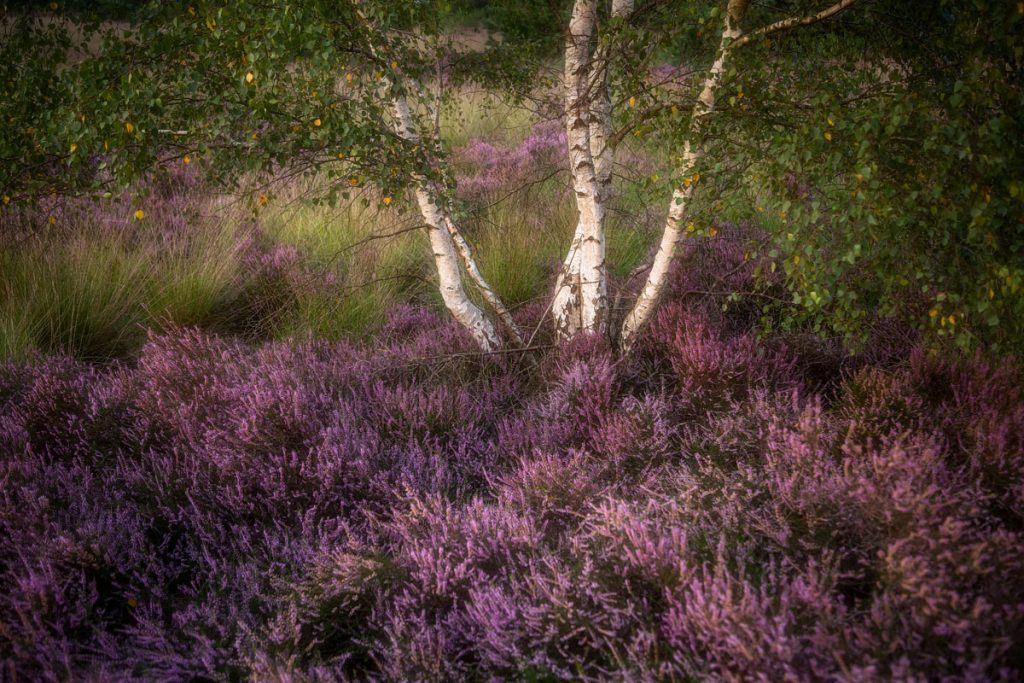 Fotokalender Woodlands & Trees - Augustus - © Dion van den Boom - Fotografie - Alle rechten voorbehouden.