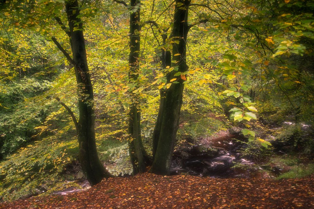 Fotokalender Woodlands & Trees - Oktober - © Dion van den Boom - Fotografie - Alle rechten voorbehouden.