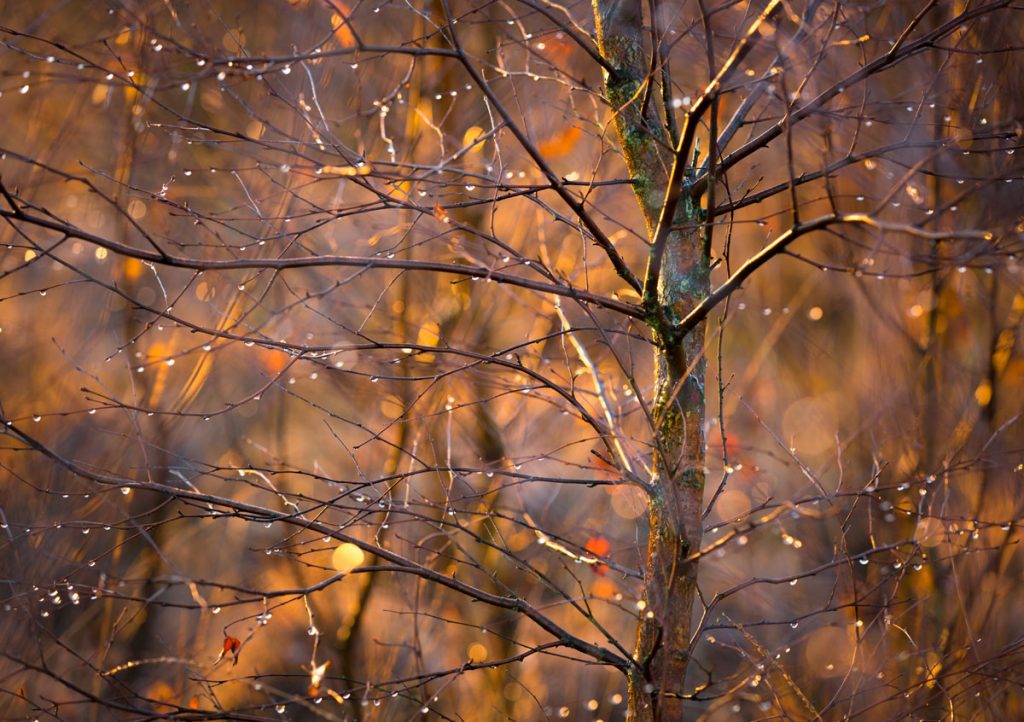 Fotokalender Woodlands & Trees - November - © Dion van den Boom - Fotografie - Alle rechten voorbehouden.