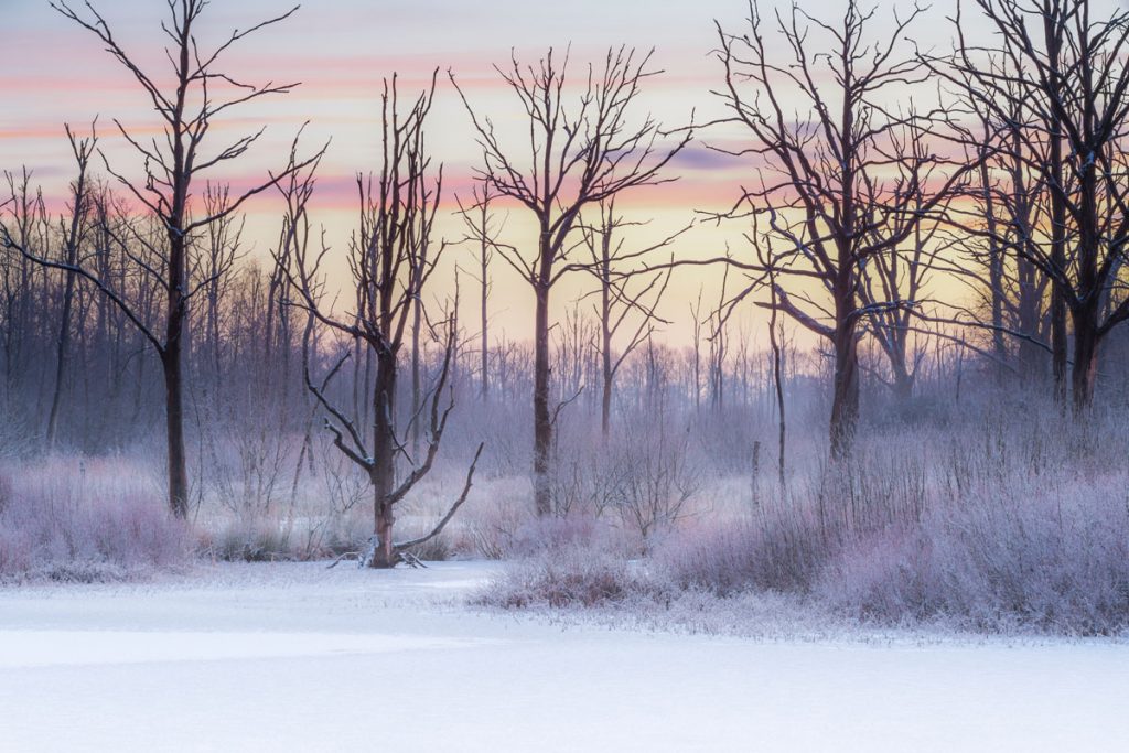 Fotokalender Woodlands & Trees - December - © Dion van den Boom - Fotografie - Alle rechten voorbehouden.